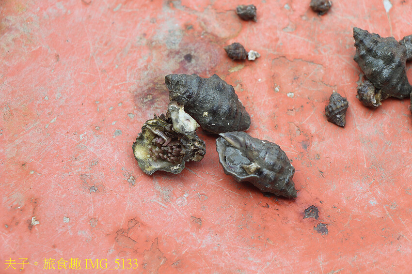 蘆竹溝蚵學園區 坐膠筏巡蚵田 一日蚵農體驗 蘆竹溝蚵學園區 坐膠筏巡蚵田 一日蚵農體驗