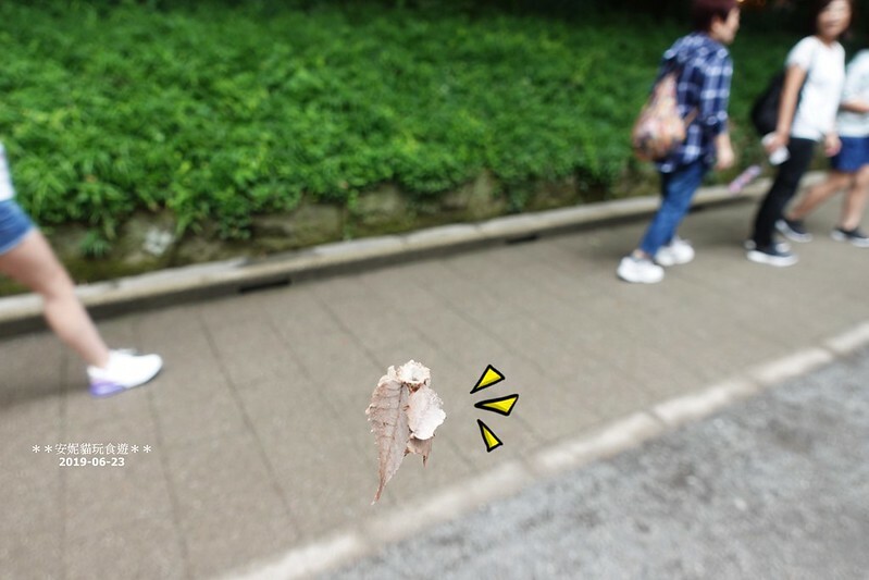 日本【2019日本關東。東京畢業旅行】日本第一大木造鳥居.明治神宮 & 竹下通