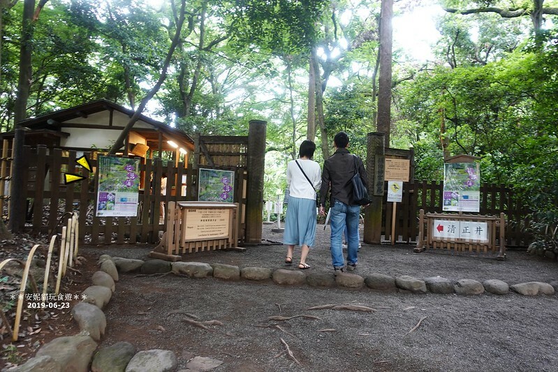 日本【2019日本關東。東京畢業旅行】日本第一大木造鳥居.明治神宮 & 竹下通