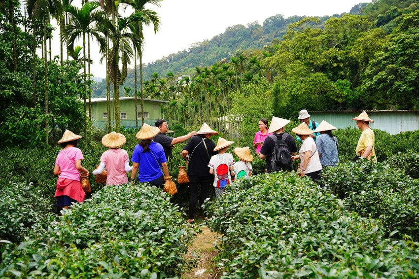 新北市三峽區細品三峽茶韻，感受茶文化的薰陶：2024新北藍茶藝術季在客家文化園區的品茗、採茶、揉茶、傳承文化的體驗之