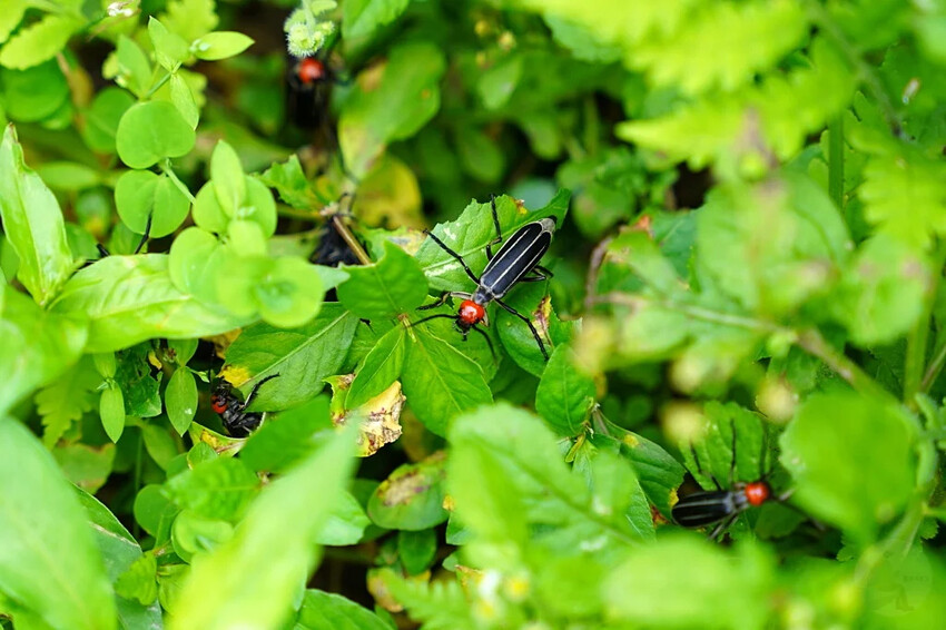 新北市三峽區細品三峽茶韻，感受茶文化的薰陶：2024新北藍茶藝術季在客家文化園區的品茗、採茶、揉茶、傳承文化的體驗之