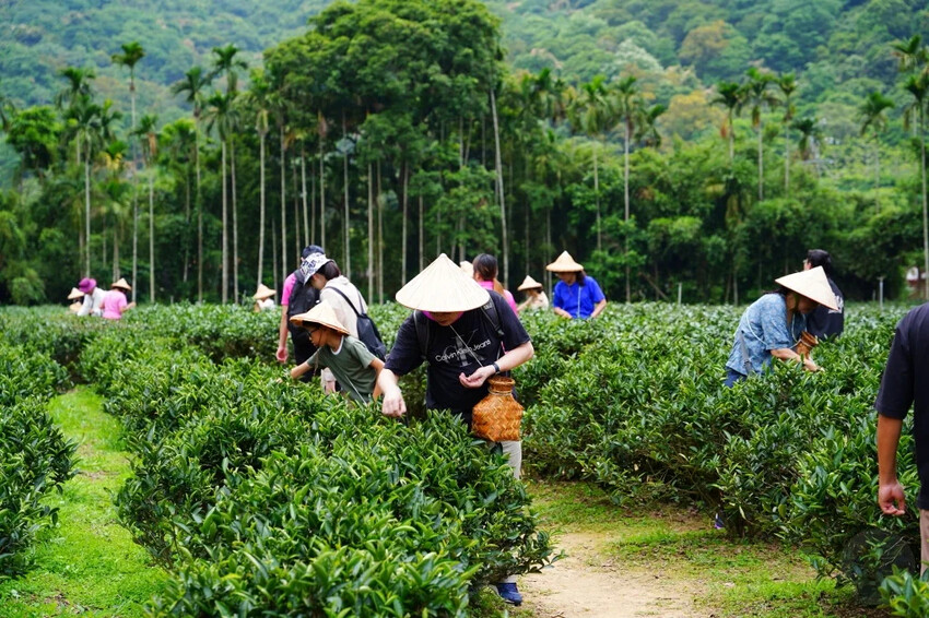 新北市三峽區細品三峽茶韻，感受茶文化的薰陶：2024新北藍茶藝術季在客家文化園區的品茗、採茶、揉茶、傳承文化的體驗之