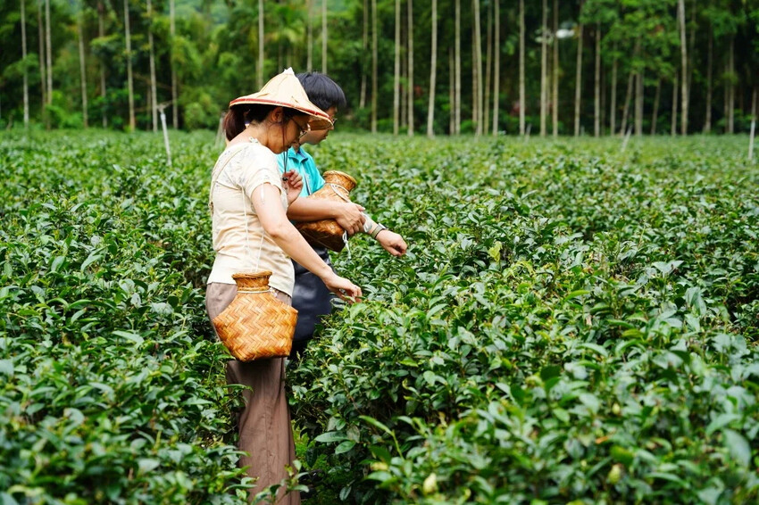 新北市三峽區細品三峽茶韻，感受茶文化的薰陶：2024新北藍茶藝術季在客家文化園區的品茗、採茶、揉茶、傳承文化的體驗之