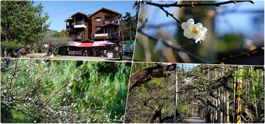 台中市西區迎接初夏！2024年7大台中阿勃勒花季盛事，黃金雨綻放迷人景致，絕美景點一次搞定！