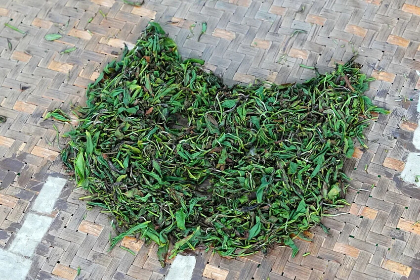 新北市三峽區細品三峽茶韻，感受茶文化的薰陶：2024新北藍茶藝術季在客家文化園區的品茗、採茶、揉茶、傳承文化的體驗之