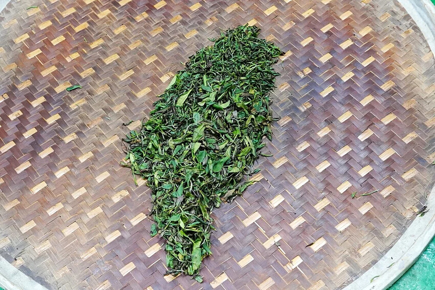 新北市三峽區細品三峽茶韻，感受茶文化的薰陶：2024新北藍茶藝術季在客家文化園區的品茗、採茶、揉茶、傳承文化的體驗之