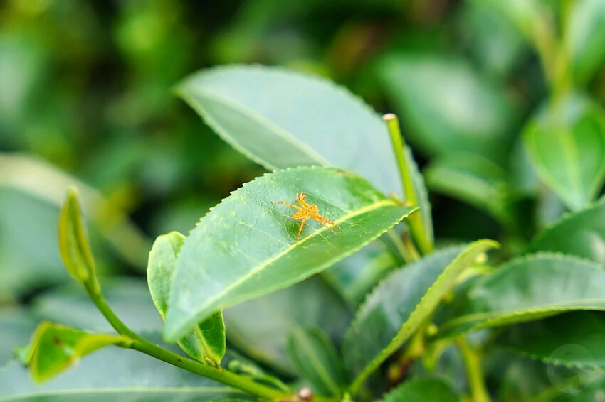 新北市三峽區細品三峽茶韻，感受茶文化的薰陶：2024新北藍茶藝術季在客家文化園區的品茗、採茶、揉茶、傳承文化的體驗之