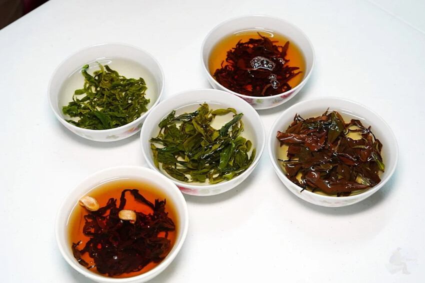 新北市三峽區細品三峽茶韻，感受茶文化的薰陶：2024新北藍茶藝術季在客家文化園區的品茗、採茶、揉茶、傳承文化的體驗之