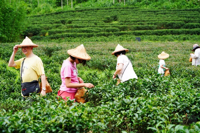 新北市三峽區細品三峽茶韻，感受茶文化的薰陶：2024新北藍茶藝術季在客家文化園區的品茗、採茶、揉茶、傳承文化的體驗之