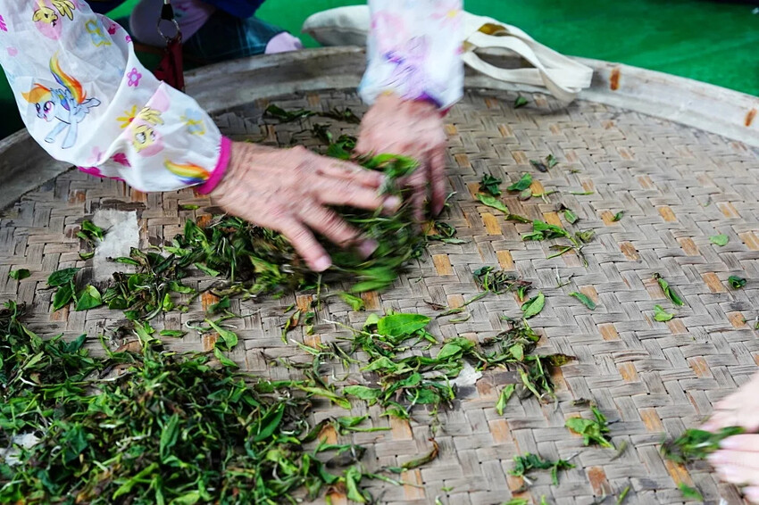 新北市三峽區細品三峽茶韻，感受茶文化的薰陶：2024新北藍茶藝術季在客家文化園區的品茗、採茶、揉茶、傳承文化的體驗之