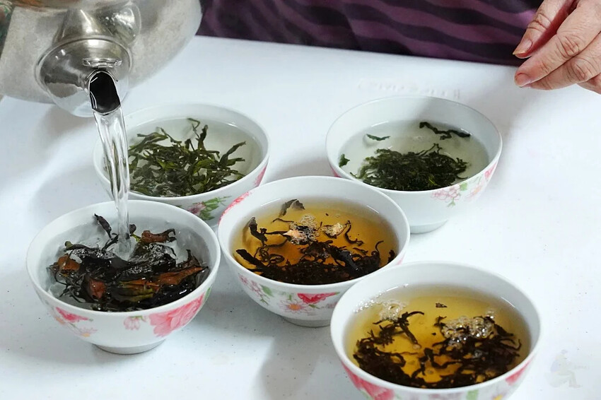 新北市三峽區細品三峽茶韻，感受茶文化的薰陶：2024新北藍茶藝術季在客家文化園區的品茗、採茶、揉茶、傳承文化的體驗之