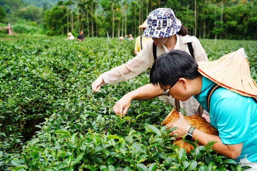 新北市三峽區細品三峽茶韻，感受茶文化的薰陶：2024新北藍茶藝術季在客家文化園區的品茗、採茶、揉茶、傳承文化的體驗之