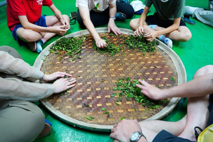 新北市三峽區細品三峽茶韻，感受茶文化的薰陶：2024新北藍茶藝術季在客家文化園區的品茗、採茶、揉茶、傳承文化的體驗之