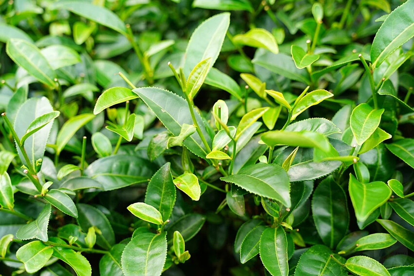 新北市三峽區細品三峽茶韻，感受茶文化的薰陶：2024新北藍茶藝術季在客家文化園區的品茗、採茶、揉茶、傳承文化的體驗之