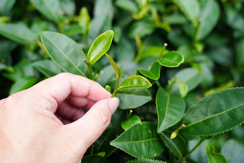 新北市三峽區細品三峽茶韻，感受茶文化的薰陶：2024新北藍茶藝術季在客家文化園區的品茗、採茶、揉茶、傳承文化的體驗之