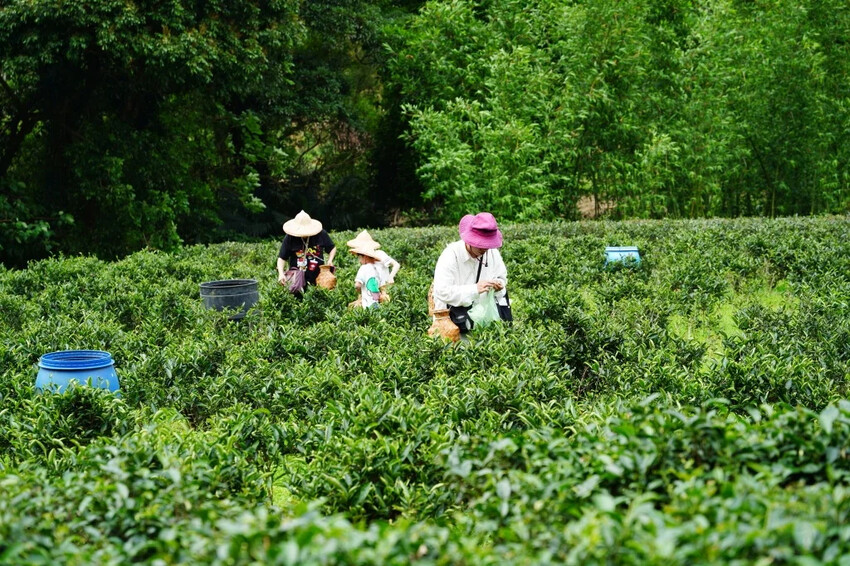 新北市三峽區細品三峽茶韻，感受茶文化的薰陶：2024新北藍茶藝術季在客家文化園區的品茗、採茶、揉茶、傳承文化的體驗之