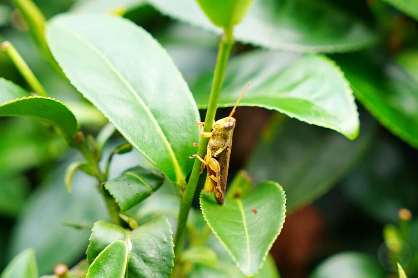 新北市三峽區細品三峽茶韻，感受茶文化的薰陶：2024新北藍茶藝術季在客家文化園區的品茗、採茶、揉茶、傳承文化的體驗之