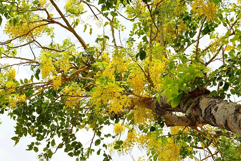 台中市西區迎接初夏!2024年7大台中阿勃勒花季盛事,黃金雨綻放迷人景致,絕美景點一次搞定!