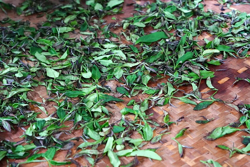 新北市三峽區細品三峽茶韻，感受茶文化的薰陶：2024新北藍茶藝術季在客家文化園區的品茗、採茶、揉茶、傳承文化的體驗之