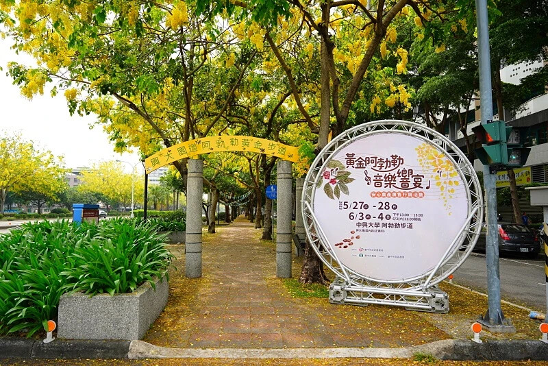 台中市西區迎接初夏!2024年7大台中阿勃勒花季盛事,黃金雨綻放迷人景致,絕美景點一次搞定!