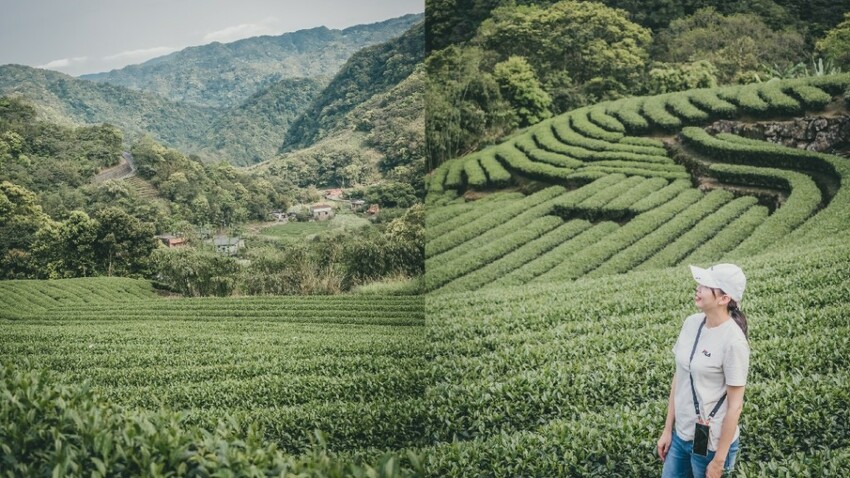 坪林一日遊：漫步坪林茶鄉，感受自然之美與茶文化