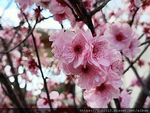 Sandalford酒莊午餐、餐後逛逛隔壁Mandoon E