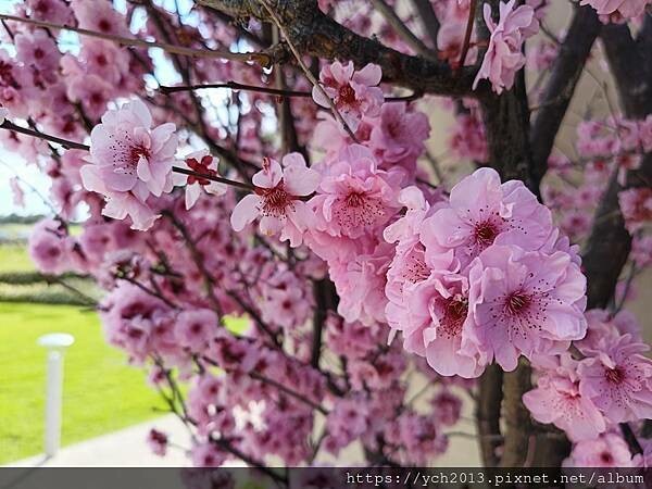 Sandalford酒莊午餐、餐後逛逛隔壁Mandoon E
