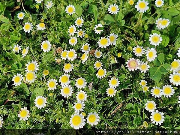 Sandalford酒莊午餐、餐後逛逛隔壁Mandoon E