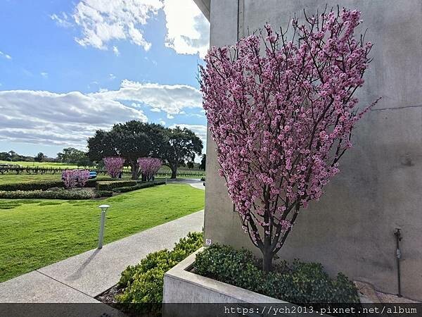 Sandalford酒莊午餐、餐後逛逛隔壁Mandoon E