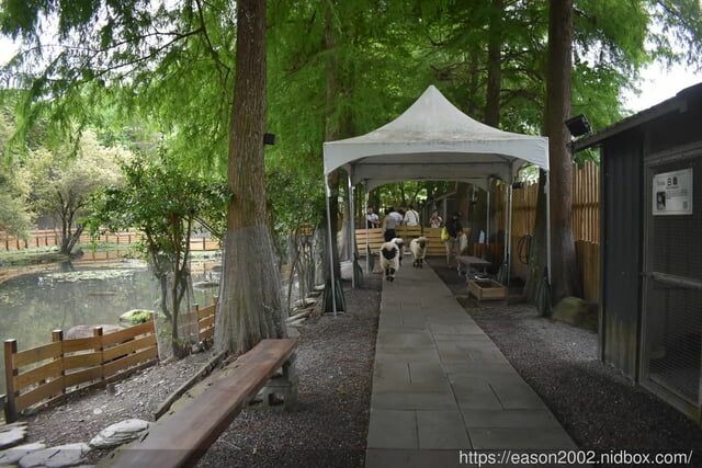 宜蘭景點 | 水岸森林物語-可愛動物園區 與小動物親密接觸 熊貓羊、梅花鹿、羊駝、狐獴、 孔雀、梵天雞、紅腹錦雞、柯爾鴨、紅鶴、毛驢、水豚、笑笑羊、亞達伯拉象龜、兔豚鼠、 黑腹山羊、紅面番鴨(薑母鴨)