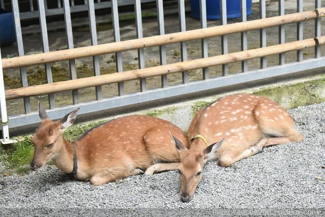 宜蘭景點 | 水岸森林物語-可愛動物園區 與小動物親密接觸 熊貓羊、梅花鹿、羊駝、狐獴、 孔雀、梵天雞、紅腹錦雞、柯爾鴨、紅鶴、毛驢、水豚、笑笑羊、亞達伯拉象龜、兔豚鼠、 黑腹山羊、紅面番鴨(薑母鴨)