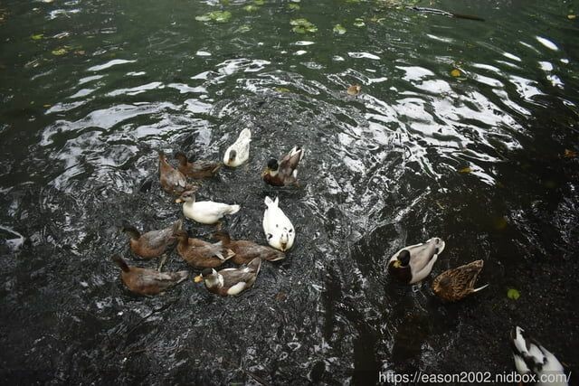 宜蘭景點 | 水岸森林物語-可愛動物園區 與小動物親密接觸 熊貓羊、梅花鹿、羊駝、狐獴、 孔雀、梵天雞、紅腹錦雞、柯爾鴨、紅鶴、毛驢、水豚、笑笑羊、亞達伯拉象龜、兔豚鼠、 黑腹山羊、紅面番鴨(薑母鴨)