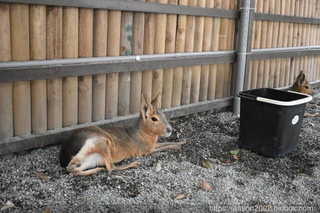 宜蘭景點 | 水岸森林物語-可愛動物園區 與小動物親密接觸 熊貓羊、梅花鹿、羊駝、狐獴、 孔雀、梵天雞、紅腹錦雞、柯爾鴨、紅鶴、毛驢、水豚、笑笑羊、亞達伯拉象龜、兔豚鼠、 黑腹山羊、紅面番鴨(薑母鴨)