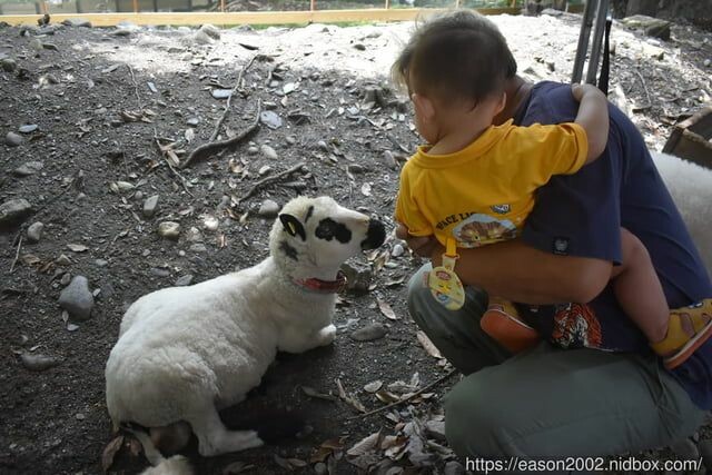 宜蘭景點 | 水岸森林物語-可愛動物園區 與小動物親密接觸 熊貓羊、梅花鹿、羊駝、狐獴、 孔雀、梵天雞、紅腹錦雞、柯爾鴨、紅鶴、毛驢、水豚、笑笑羊、亞達伯拉象龜、兔豚鼠、 黑腹山羊、紅面番鴨(薑母鴨)