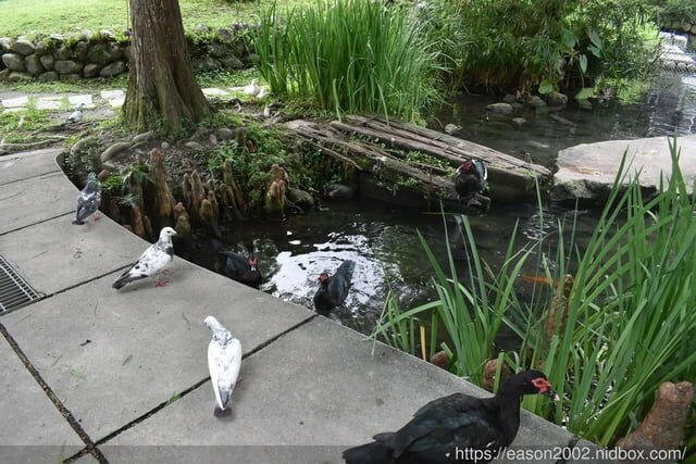 宜蘭景點 | 水岸森林物語-可愛動物園區 與小動物親密接觸 熊貓羊、梅花鹿、羊駝、狐獴、 孔雀、梵天雞、紅腹錦雞、柯爾鴨、紅鶴、毛驢、水豚、笑笑羊、亞達伯拉象龜、兔豚鼠、 黑腹山羊、紅面番鴨(薑母鴨)