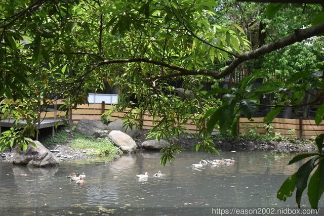 宜蘭景點 | 水岸森林物語-可愛動物園區 與小動物親密接觸 熊貓羊、梅花鹿、羊駝、狐獴、 孔雀、梵天雞、紅腹錦雞、柯爾鴨、紅鶴、毛驢、水豚、笑笑羊、亞達伯拉象龜、兔豚鼠、 黑腹山羊、紅面番鴨(薑母鴨)