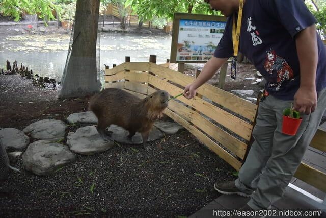 宜蘭景點 | 水岸森林物語-可愛動物園區 與小動物親密接觸 熊貓羊、梅花鹿、羊駝、狐獴、 孔雀、梵天雞、紅腹錦雞、柯爾鴨、紅鶴、毛驢、水豚、笑笑羊、亞達伯拉象龜、兔豚鼠、 黑腹山羊、紅面番鴨(薑母鴨)