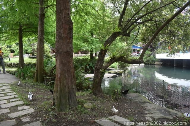 宜蘭景點 | 水岸森林物語-可愛動物園區 與小動物親密接觸 熊貓羊、梅花鹿、羊駝、狐獴、 孔雀、梵天雞、紅腹錦雞、柯爾鴨、紅鶴、毛驢、水豚、笑笑羊、亞達伯拉象龜、兔豚鼠、 黑腹山羊、紅面番鴨(薑母鴨)
