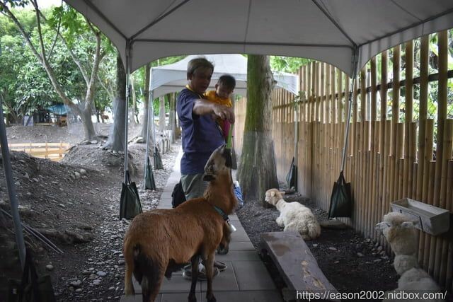 宜蘭景點 | 水岸森林物語-可愛動物園區 與小動物親密接觸 熊貓羊、梅花鹿、羊駝、狐獴、 孔雀、梵天雞、紅腹錦雞、柯爾鴨、紅鶴、毛驢、水豚、笑笑羊、亞達伯拉象龜、兔豚鼠、 黑腹山羊、紅面番鴨(薑母鴨)