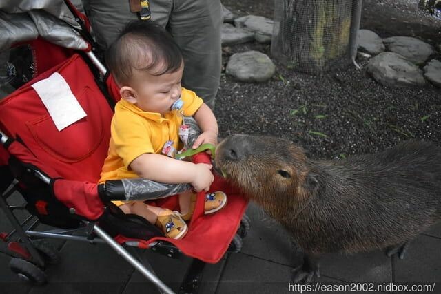 宜蘭景點 | 水岸森林物語-可愛動物園區 與小動物親密接觸 熊貓羊、梅花鹿、羊駝、狐獴、 孔雀、梵天雞、紅腹錦雞、柯爾鴨、紅鶴、毛驢、水豚、笑笑羊、亞達伯拉象龜、兔豚鼠、 黑腹山羊、紅面番鴨(薑母鴨)