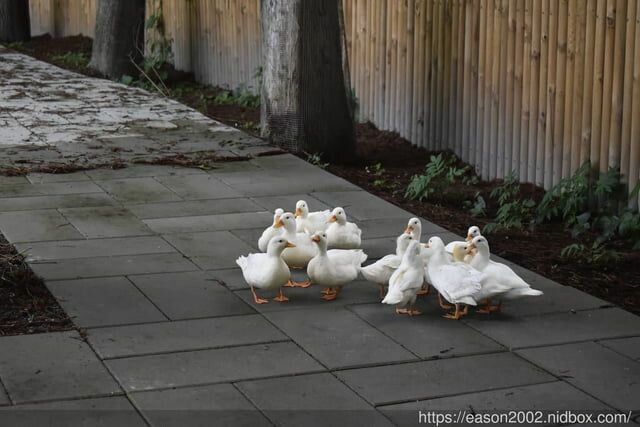 宜蘭景點 | 水岸森林物語-可愛動物園區 與小動物親密接觸 熊貓羊、梅花鹿、羊駝、狐獴、 孔雀、梵天雞、紅腹錦雞、柯爾鴨、紅鶴、毛驢、水豚、笑笑羊、亞達伯拉象龜、兔豚鼠、 黑腹山羊、紅面番鴨(薑母鴨)