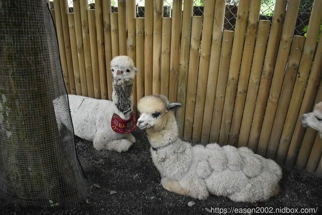 宜蘭景點 | 水岸森林物語-可愛動物園區 與小動物親密接觸 熊貓羊、梅花鹿、羊駝、狐獴、 孔雀、梵天雞、紅腹錦雞、柯爾鴨、紅鶴、毛驢、水豚、笑笑羊、亞達伯拉象龜、兔豚鼠、 黑腹山羊、紅面番鴨(薑母鴨)