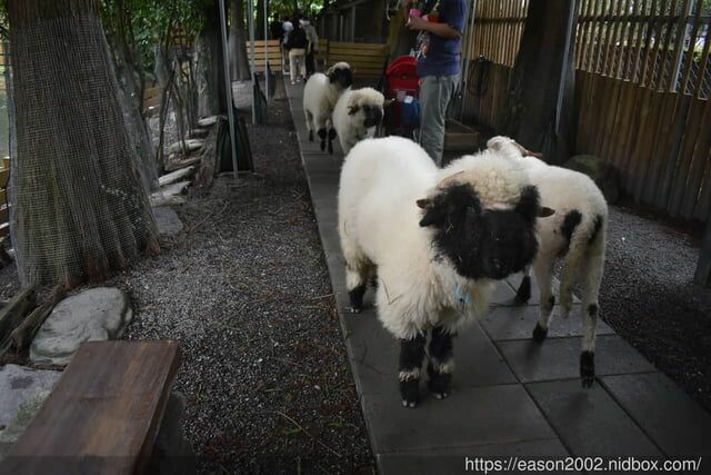 宜蘭景點 | 水岸森林物語-可愛動物園區 與小動物親密接觸 熊貓羊、梅花鹿、羊駝、狐獴、 孔雀、梵天雞、紅腹錦雞、柯爾鴨、紅鶴、毛驢、水豚、笑笑羊、亞達伯拉象龜、兔豚鼠、 黑腹山羊、紅面番鴨(薑母鴨)