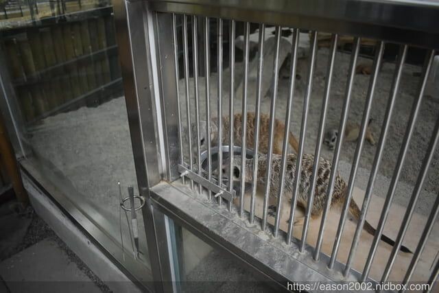 宜蘭景點 | 水岸森林物語-可愛動物園區 與小動物親密接觸 熊貓羊、梅花鹿、羊駝、狐獴、 孔雀、梵天雞、紅腹錦雞、柯爾鴨、紅鶴、毛驢、水豚、笑笑羊、亞達伯拉象龜、兔豚鼠、 黑腹山羊、紅面番鴨(薑母鴨)