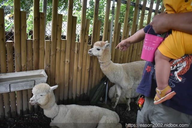 宜蘭景點 | 水岸森林物語-可愛動物園區 與小動物親密接觸 熊貓羊、梅花鹿、羊駝、狐獴、 孔雀、梵天雞、紅腹錦雞、柯爾鴨、紅鶴、毛驢、水豚、笑笑羊、亞達伯拉象龜、兔豚鼠、 黑腹山羊、紅面番鴨(薑母鴨)