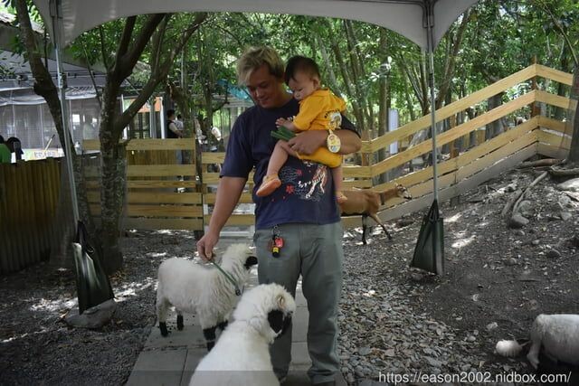 宜蘭景點 | 水岸森林物語-可愛動物園區 與小動物親密接觸 熊貓羊、梅花鹿、羊駝、狐獴、 孔雀、梵天雞、紅腹錦雞、柯爾鴨、紅鶴、毛驢、水豚、笑笑羊、亞達伯拉象龜、兔豚鼠、 黑腹山羊、紅面番鴨(薑母鴨)