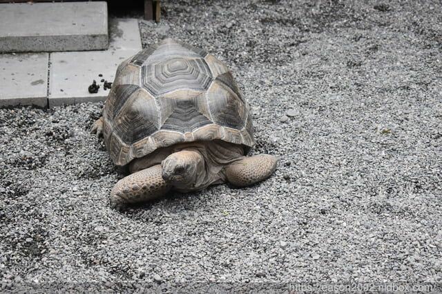宜蘭景點 | 水岸森林物語-可愛動物園區 與小動物親密接觸 熊貓羊、梅花鹿、羊駝、狐獴、 孔雀、梵天雞、紅腹錦雞、柯爾鴨、紅鶴、毛驢、水豚、笑笑羊、亞達伯拉象龜、兔豚鼠、 黑腹山羊、紅面番鴨(薑母鴨)
