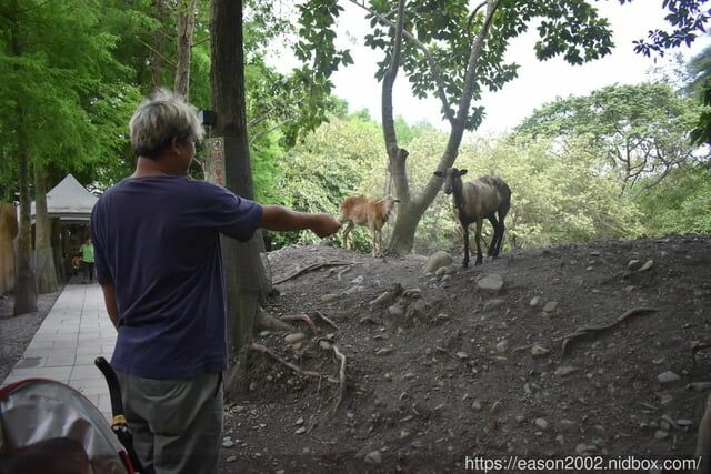 宜蘭景點 | 水岸森林物語-可愛動物園區 與小動物親密接觸 熊貓羊、梅花鹿、羊駝、狐獴、 孔雀、梵天雞、紅腹錦雞、柯爾鴨、紅鶴、毛驢、水豚、笑笑羊、亞達伯拉象龜、兔豚鼠、 黑腹山羊、紅面番鴨(薑母鴨)