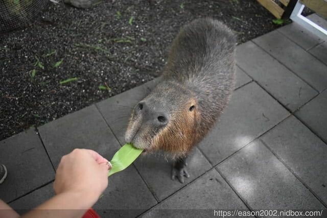 宜蘭景點 | 水岸森林物語-可愛動物園區 與小動物親密接觸 熊貓羊、梅花鹿、羊駝、狐獴、 孔雀、梵天雞、紅腹錦雞、柯爾鴨、紅鶴、毛驢、水豚、笑笑羊、亞達伯拉象龜、兔豚鼠、 黑腹山羊、紅面番鴨(薑母鴨)