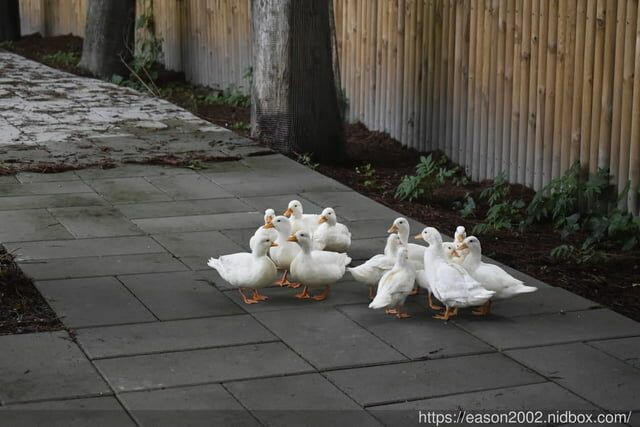 宜蘭景點 | 水岸森林物語-可愛動物園區 與小動物親密接觸 熊貓羊、梅花鹿、羊駝、狐獴、 孔雀、梵天雞、紅腹錦雞、柯爾鴨、紅鶴、毛驢、水豚、笑笑羊、亞達伯拉象龜、兔豚鼠、 黑腹山羊、紅面番鴨(薑母鴨)